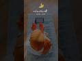 Islamic Lines Best Islamic Status Islamic Quotes Islamic Shorts Short