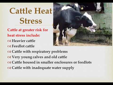 AS207 CID feedlot  diseases