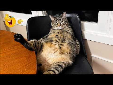 Funny Cat Moments 🐈| CATS Acting Too FUNNY Caught on Camera 2026 🤣🐱
