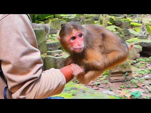 Breaking news, July 23, 25. New abandoned female monkey, Stump-tailed macaque. I try to help💗🐒