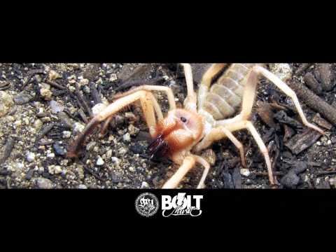 Alan Bi Rush - FREESTYLE V (Prod. Mate OH)