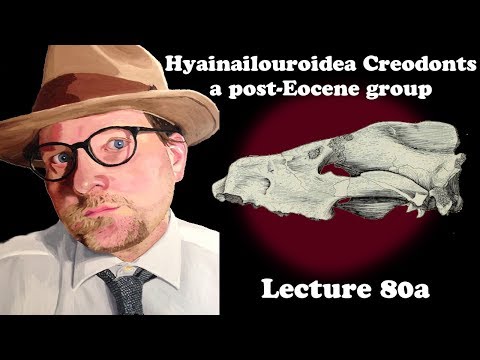 Lecture 80a Hyainailouroidea Creodonts: a post-Eocene group