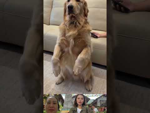 #funny #topgamedoithuonguytin #koreanmelodymaker #pets #animals #popit #toys #kpop #dance #cute