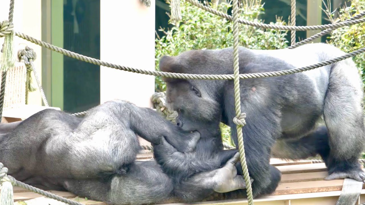 Shabani looks sleepy, but responds quickly when his son spoils him.｜Gorilla