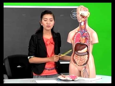 ความอ่อนแอและ enuresis ใน Eleutherococcus ทิงเจอร์เพื่อเพิ่มความแข็งแรง