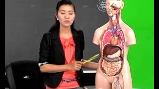 ระบบต่างๆของร่างกายมนุษย์