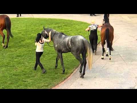 Belmont Park, 4/5/2016 - Race 8 - GREY ENIGMA - Neville Parnham & Brad Parnham