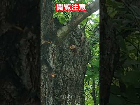 スズメバチがライラックを「鳴らす」理由 トピックス