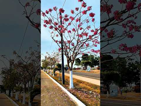 Floração dos ipês em Santa Luzia do Pará