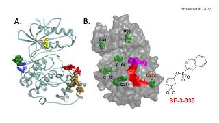 SF-3-030: A Function-Selective ERK2 Inhibitor for Targeted Cancer Therapy