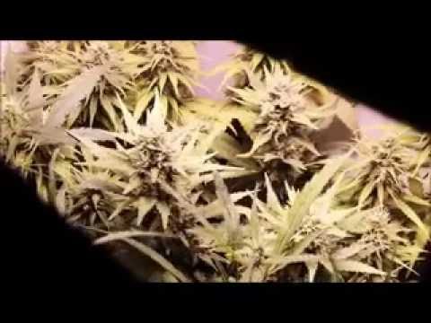 Pehash - Pentru mesterii indoor