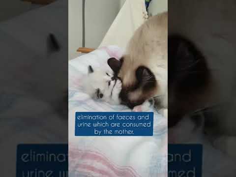 Why mother cat is licking the bottom of the kitten