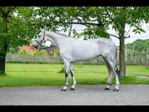 Asca's Dream Z (ASCA Z x CLEARWAY) - Video 2 video thumbnail
