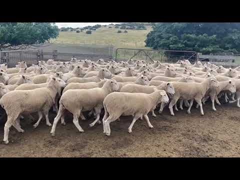 102 BORDER LEICESTER/MERINO X EWES