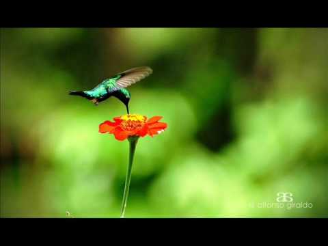 FG  Vuelve El Pajarillo Al Llano - El Pajarito del Cerro (Rafael Masabe)