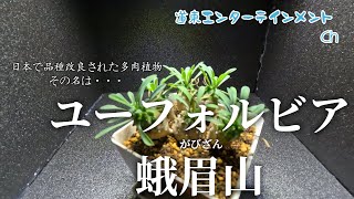 【多肉植物】ユーフォルビア・蛾眉山という日本で品種改良された多肉植物をお迎えした