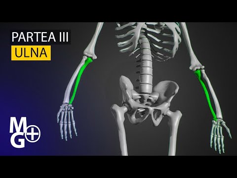 ULNA (Curs/Prezentare 3D Anatomie)-partea 3