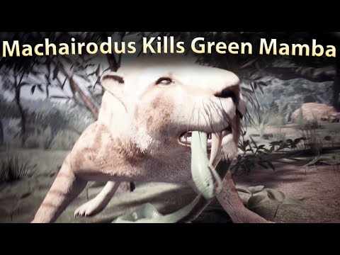 Machairodus Kills Green Mamba  Ancestors The Humankind Odyssey
