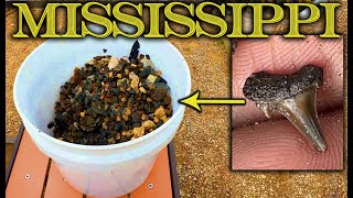 Bucket Full of 75 Million Year Old Fossils and Shark Teeth in Mississippi - WM Browning Fossil Park