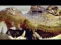 Caiman Vs Capybara Vs Anaconda Amazon BBC Earth