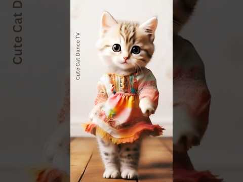 Cute Cat Dance 376 by CuteCatDanceTV 😊😺💃📺