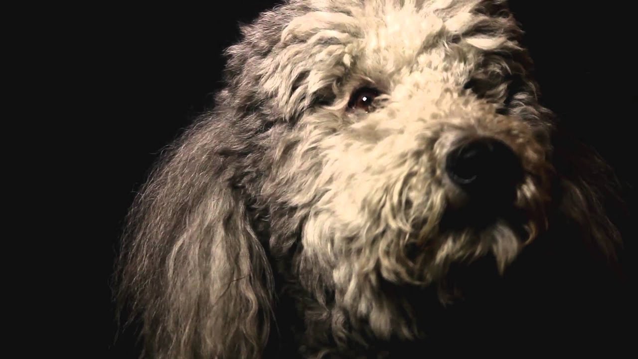 Heart of a Dog Trailer