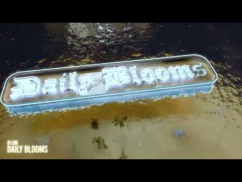 Vin Bogart - Daily Blooms