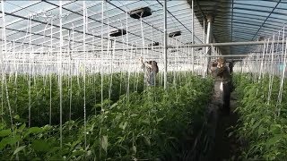 나는 농부다 74회 1부 - 인생은 달게 고추는 맵게Ⅰ