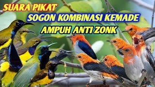 Download lagu SUARA PIKAT SOGON DAN KEMADE RIBUT ANDALAN PEMIKAT mp3