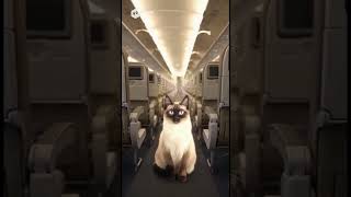 シャム猫のCA #sora2