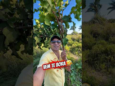 TERRA MUITO BARATA DE 215 HÁ NO MARANHÃO
