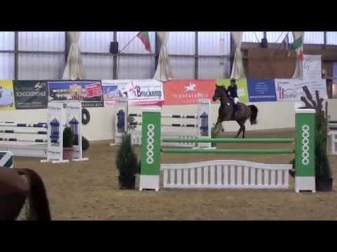 Gelding by Lord Z x Bachelor; *2008