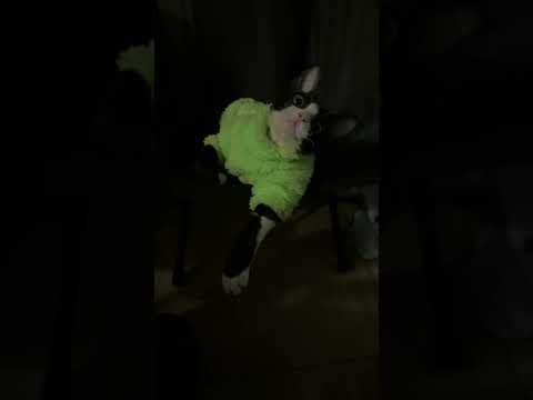 Watch Kiwi the Cat Mirror My Moves – The Cutest Copycat Ever! 🐾