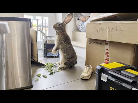 Flemish Giant Rabbit First Day Exploring His New Home