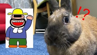 おじさんみたいなウサギ（♀）が撫でさせてくれた