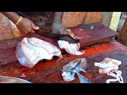 400LBS Amazing Huge Squid Cutting and Processing Skill - Amazing Fastest Squid  cleaning