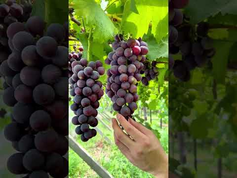 Are grapes sweet or not? 🍇 Grape Picking #FirstPerspective #Immersive Experience