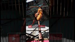 Download lagu Cucak Emas Gacor Full mp3