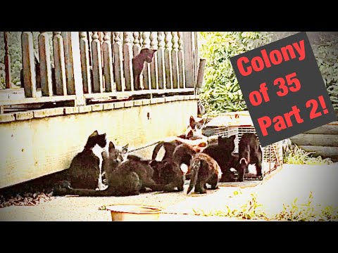 Cat trapping videos- Trapping feral cats TNR Colony of 35 part 2