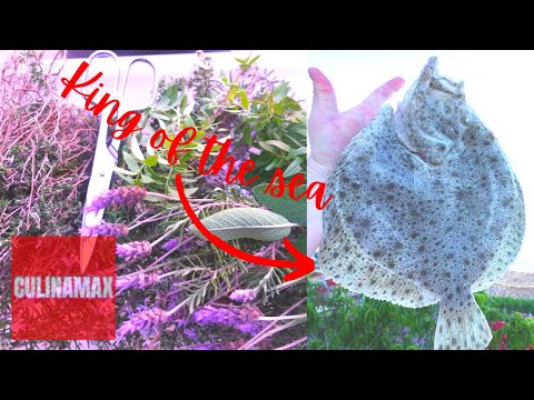 TURBOT STUFFED WITH HERBS!