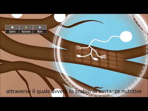 What are Mycorrhizae? Cosa sono le micorrizze?