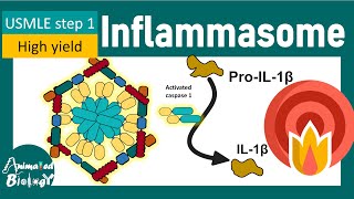 NLRP3-Inflammosome | What are inflammasome ? Which cells activate inflammasomes?