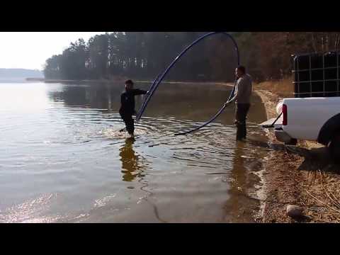 Wiosenne zarybianie Jeziora Rajgrodzkiego 2019 v1   sielawa