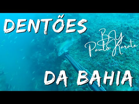 PESCASUB | SPEARFISHING - Dentões da Bahia