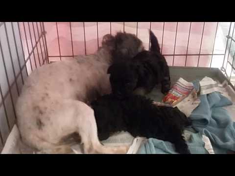 Anna Grace and Ax2 pups June 18 2016