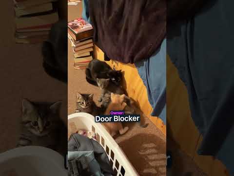 Cat Parents Get Lectured!