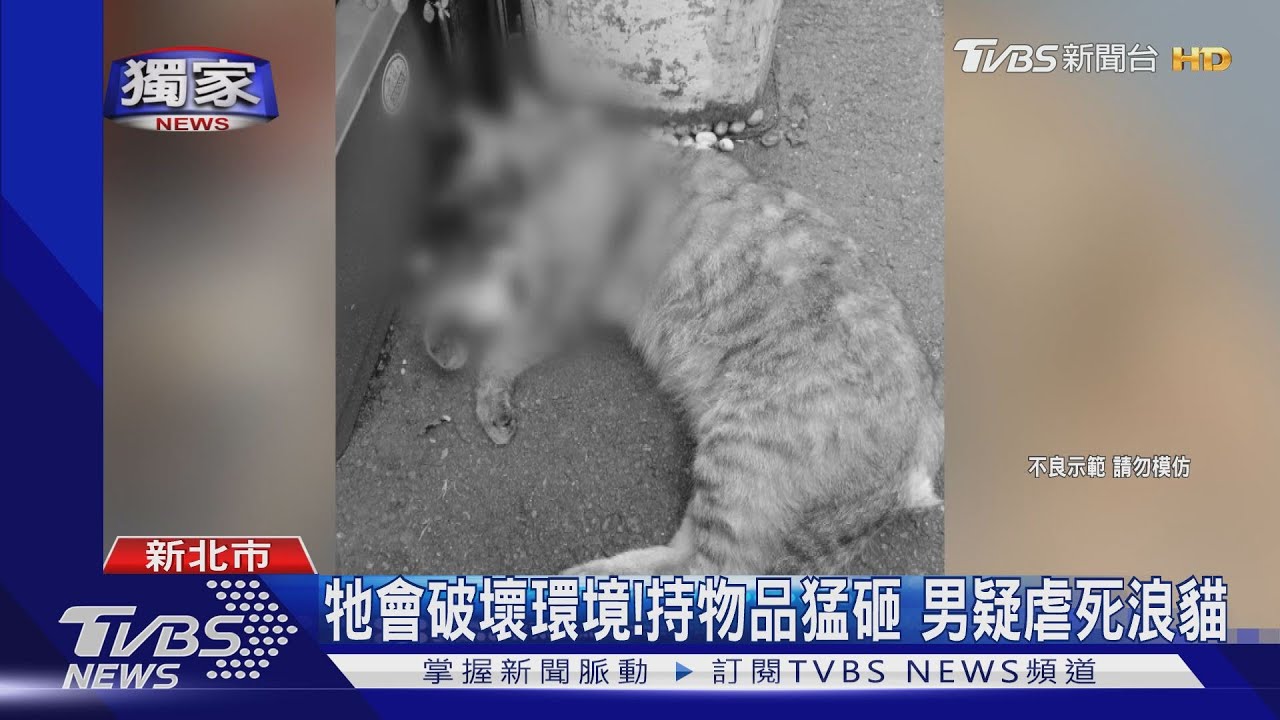 牠會破壞環境！持物品猛砸　男疑虐死浪貓