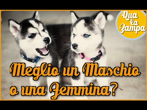 Cosa fare per essere un buon potenza Come lo stress influisce limpotenza