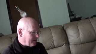 NeccoDove