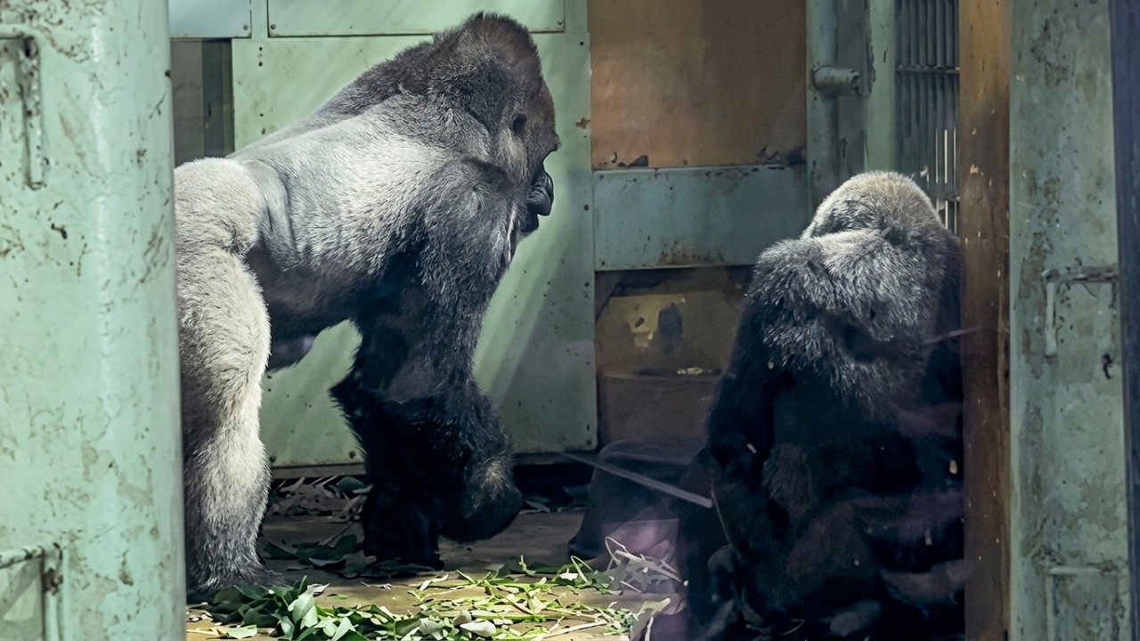 Silent Pressure🦍Dad Momotaro disciplines his son😊
